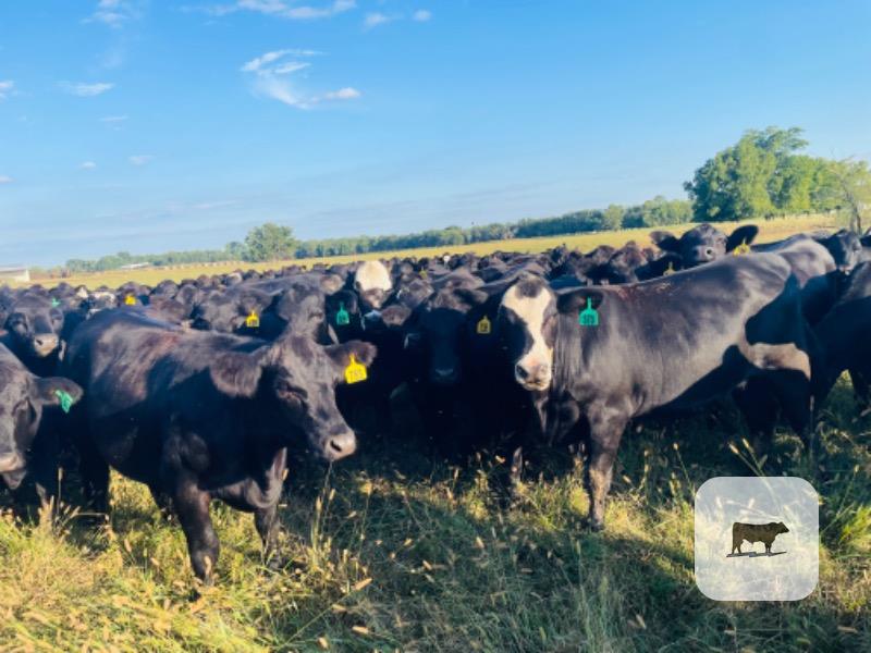 98 Angus/SimAngus Bred Heifers... Northeast OK thumbnail 4