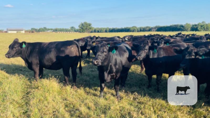 98 Angus/SimAngus Bred Heifers... Northeast OK thumbnail 2