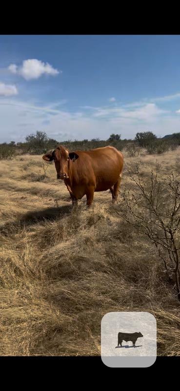 30 Beefmaster Pairs... Central TX thumbnail 6