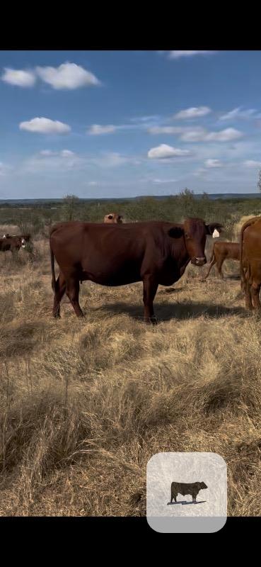 30 Beefmaster Pairs... Central TX thumbnail 4