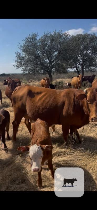 30 Beefmaster Pairs... Central TX thumbnail 3