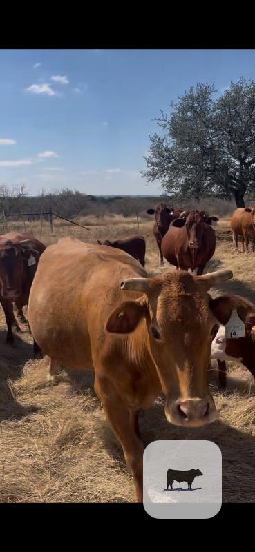30 Beefmaster Pairs... Central TX thumbnail 2