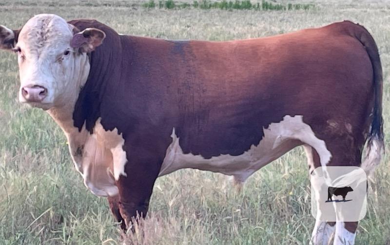 1 Polled Hereford Bull... N. Central TX