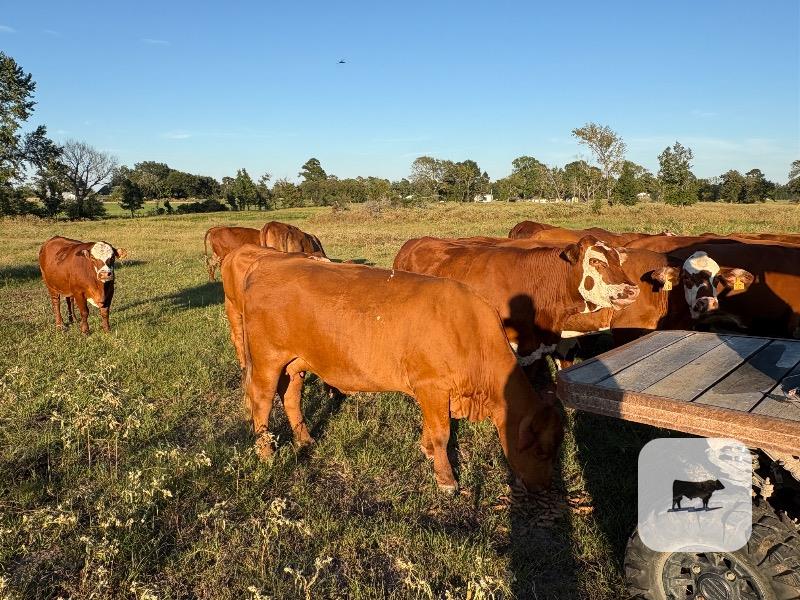 22 Reg. Braford Cows... East TX thumbnail 5