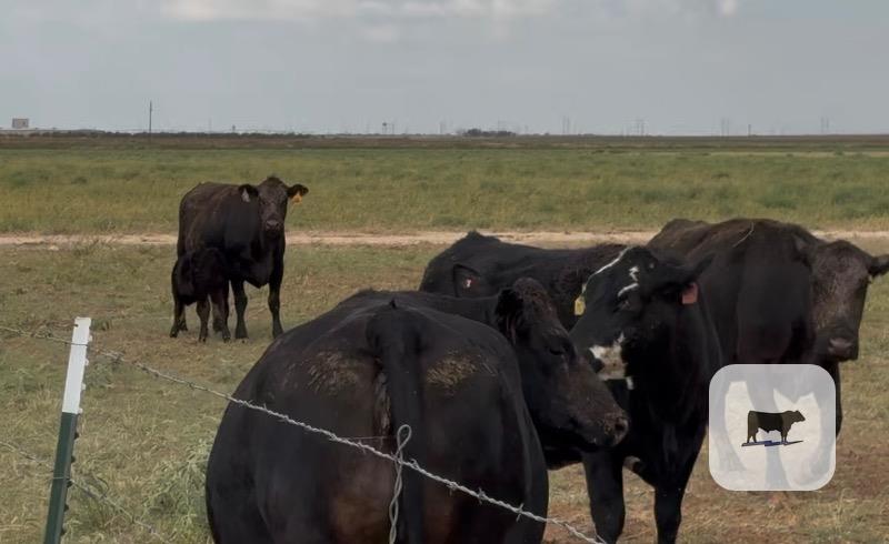 80 Angus, Brangus, 'BMF', Red Angus, 'RMF' & Crossbred Cows... TX South Plains thumbnail 2