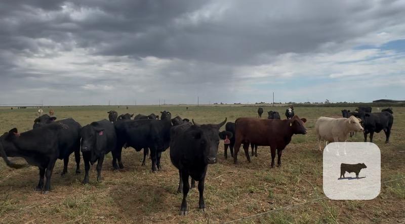 80 Angus, Brangus, 'BMF', Red Angus, 'RMF' & Crossbred Cows... TX South Plains