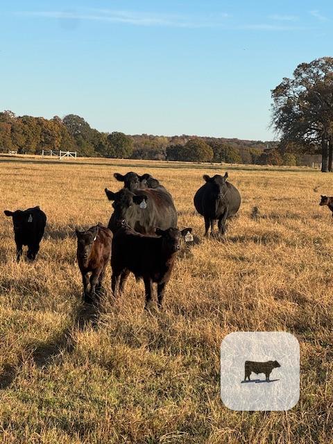 15 Reg. Angus 1st-Calf Pairs... Central OK thumbnail 2