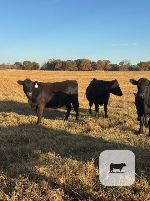 15 Reg. Angus 1st-Calf Pairs... Central OK thumbnail 6
