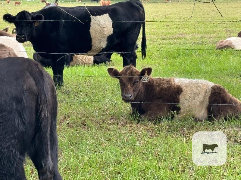 17 Belted Galloway Cows w/ 5+ Calves... Southwest AL thumbnail 4