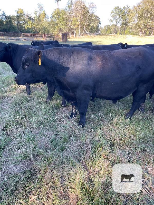 10 Reg. Angus Bulls... N. Central MS thumbnail 4