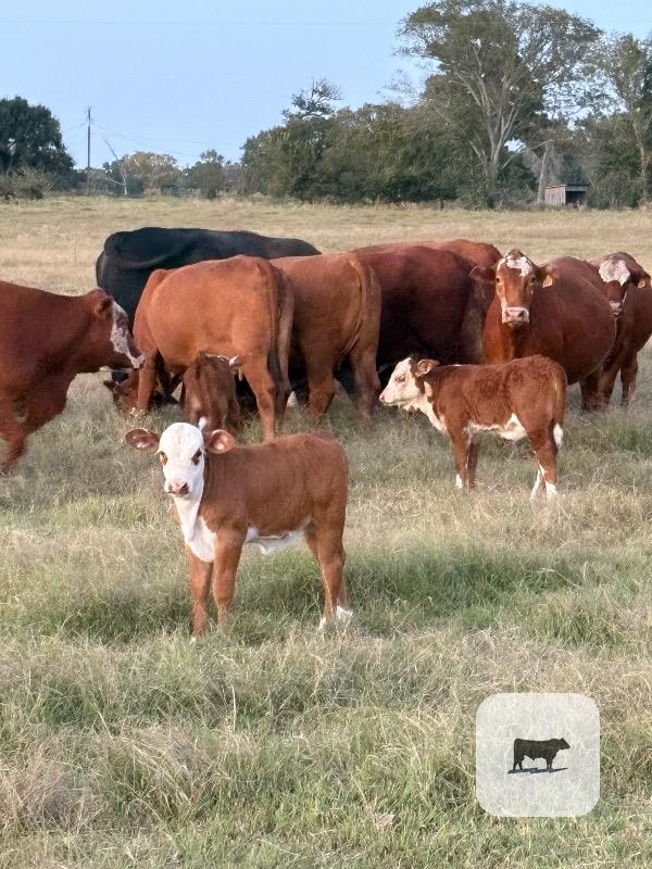 6 Reg. Braford Pairs... East TX