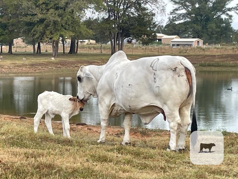 1 Reg. Brahman Rep. Heifer... Northeast TX thumbnail 5