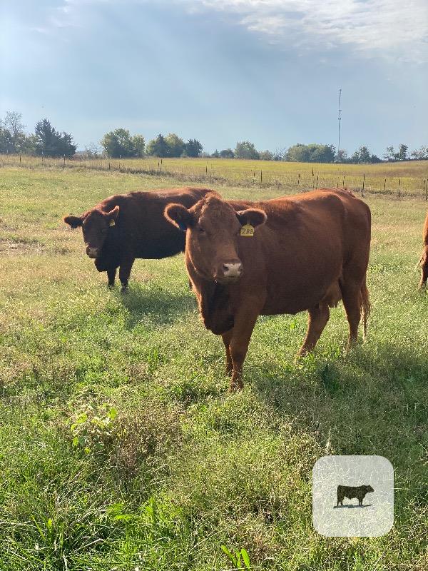 27 Red Angus Cows... E. Central KS