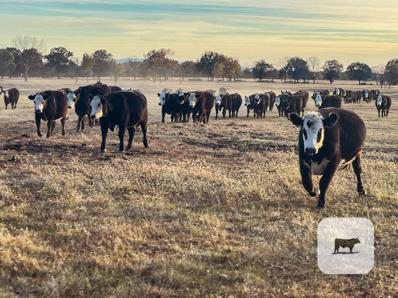 69 Angus Black Baldy Bred Heifers... E. Central OK thumbnail 3