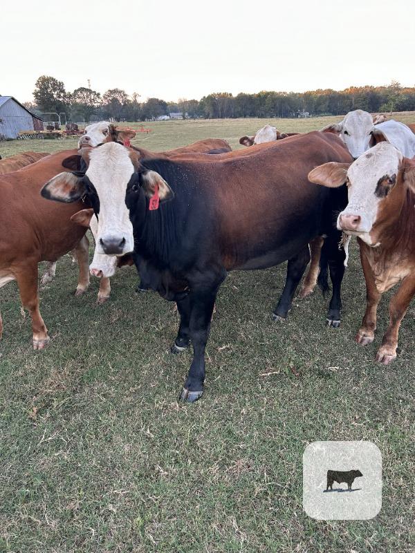 22 Braford/Tigerstripe Rep. Heifers... Central AR thumbnail 2
