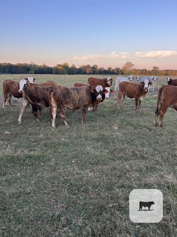 22 Braford/Tigerstripe Rep. Heifers... Central AR thumbnail 4