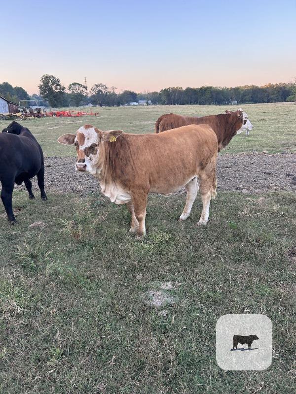 22 Braford/Tigerstripe Rep. Heifers... Central AR thumbnail 5