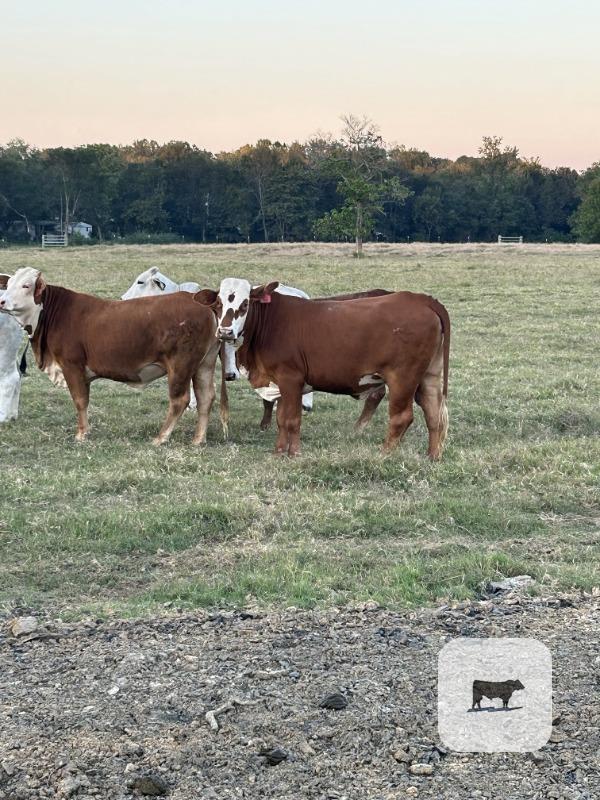 22 Braford/Tigerstripe Rep. Heifers... Central AR thumbnail 6