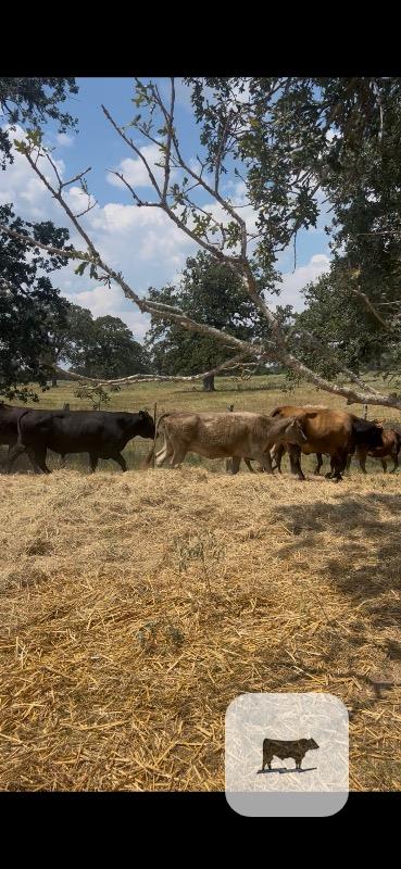 16 Crossbred Cows... S. Central TX thumbnail 3