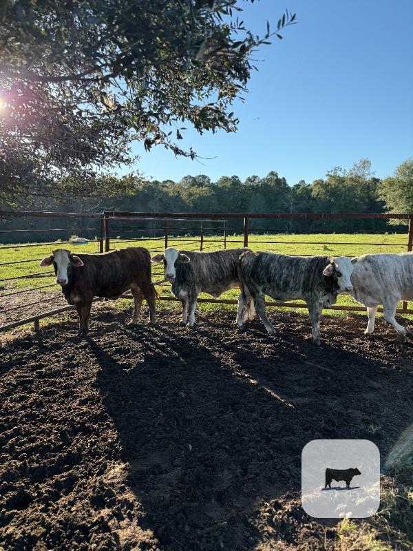 7 Braford/Tigerstripe Rep. Heifers... FL Panhandle thumbnail 2