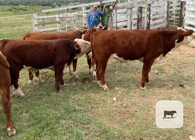 5 Purebred Polled Hereford Bull Calves... TX Panhandle thumbnail 2