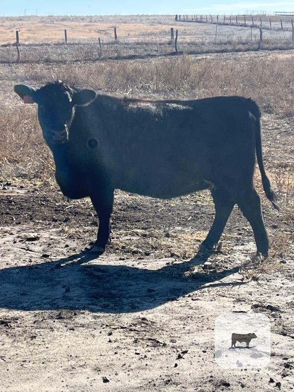 50 Angus Cross Bred Heifers... N. Central KS thumbnail 4