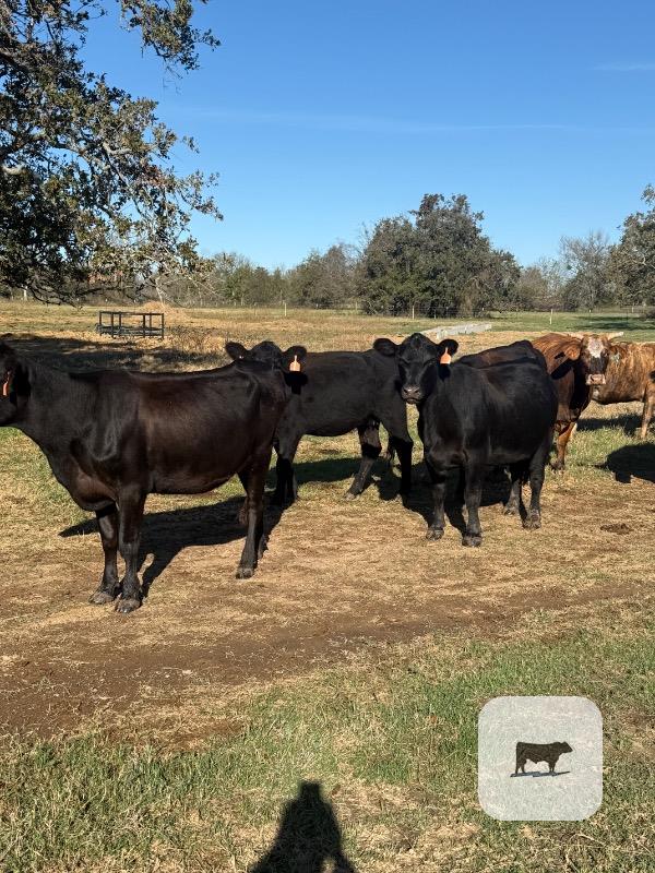 50 Angus 2nd-Calf Cows w/ 2+ Calves... Central TX thumbnail 3