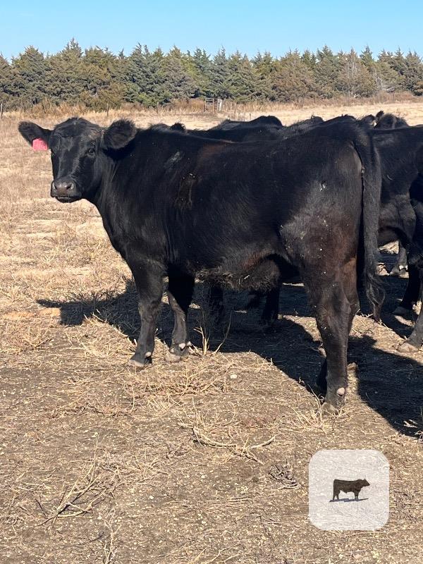 50 Angus Cross Bred Heifers... N. Central KS thumbnail 5