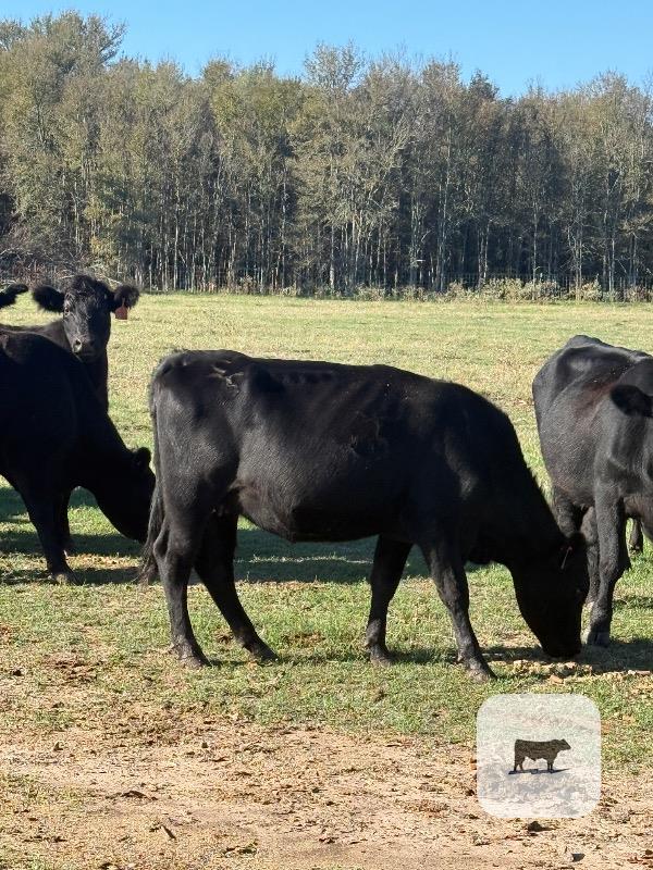 50 Angus 2nd-Calf Cows w/ 2+ Calves... Central TX thumbnail 2