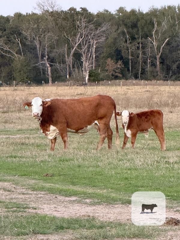 30 F1 Braford/Tigerstripe Cows w/ 5+ Calves... Central TX