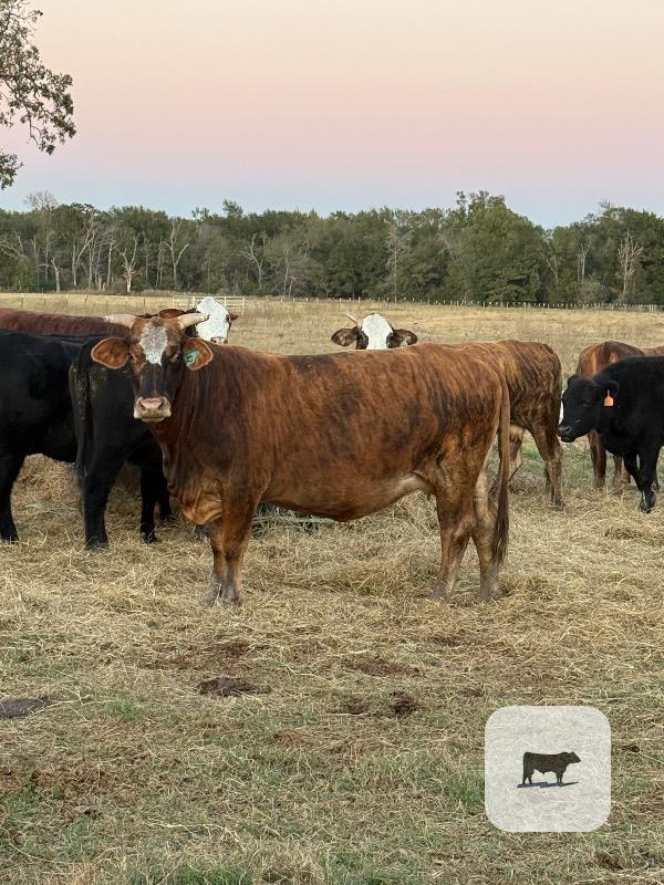 30 F1 Braford/Tigerstripe Cows w/ 5+ Calves... Central TX thumbnail 4