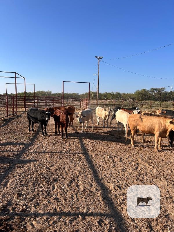 31 Crossbred Bred Heifers... TX South Plains thumbnail 3