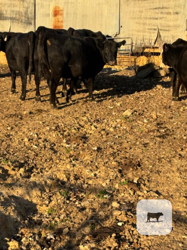 30 Angus, 'BWF' & Red Angus Bred Heifers... Central KY thumbnail 3