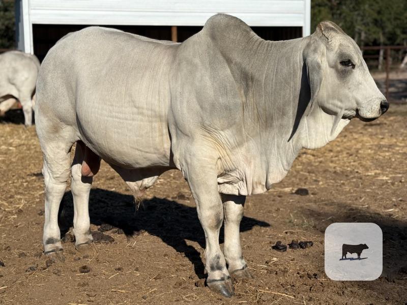 1 Reg. Brahman Bull... Central TX thumbnail 2