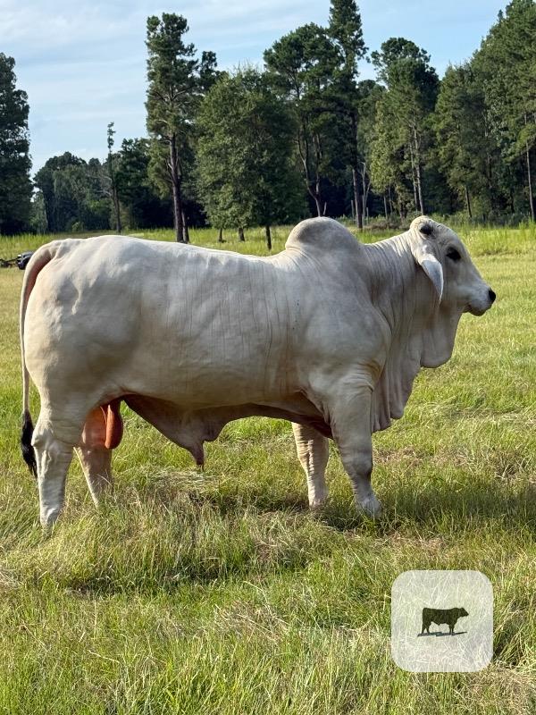 1 Reg. Brahman Bull... Southeast TX thumbnail 2