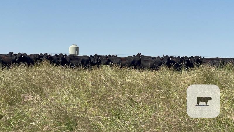 87 Angus Bred Heifers... Southwest OK thumbnail 3