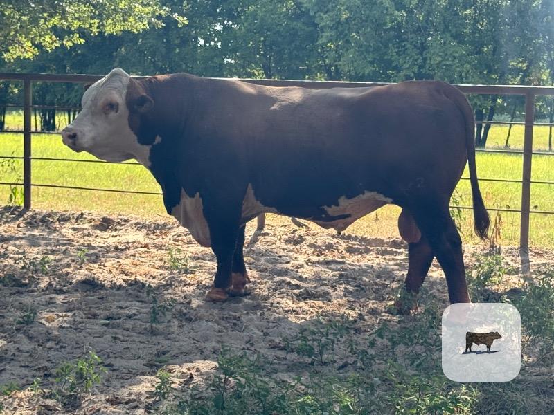 Registered Hereford Herd Bull, 3 Years Old thumbnail 2
