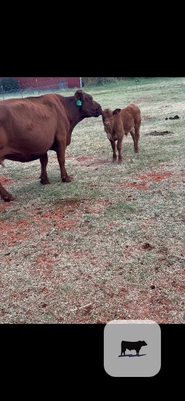 11 Red Angus Cows w/ 2+ Calves... W. Central OK thumbnail 3
