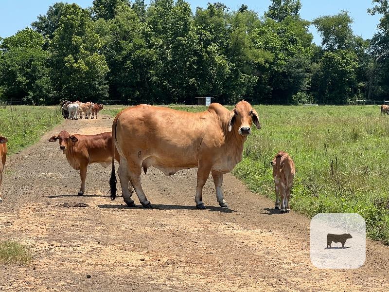 1 Reg. Red Brahman Bull... East TX thumbnail 5