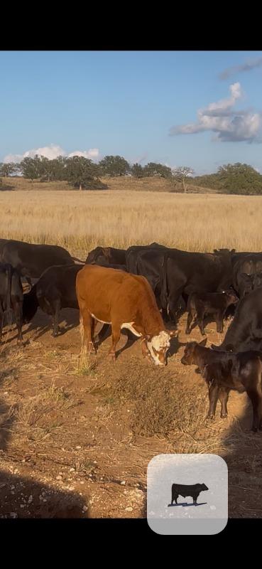 25 Angus & Angus Cross Pairs... Central TX thumbnail 4