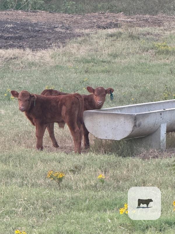 1 Reg. Red Angus Bull... Northeast OK thumbnail 5