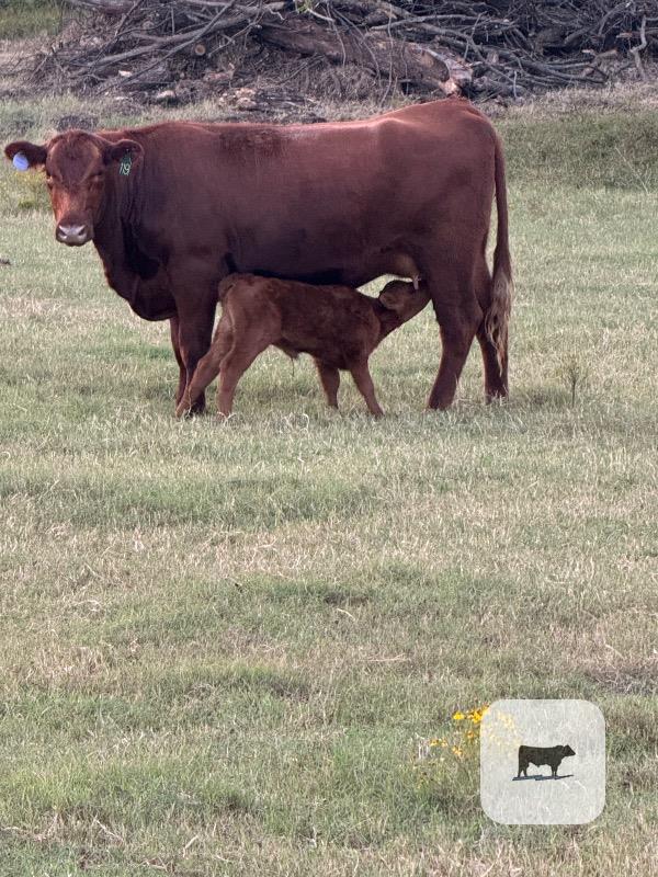 1 Reg. Red Angus Bull... Northeast OK thumbnail 4