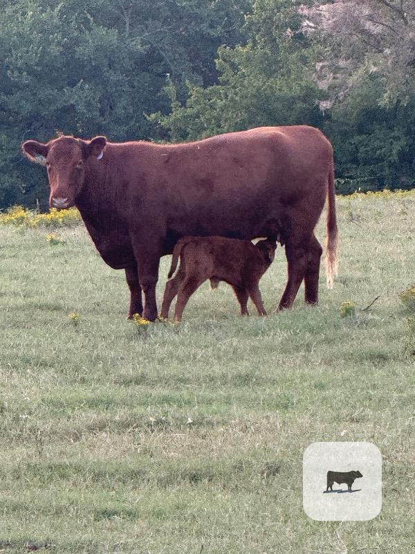 1 Reg. Red Angus Bull... Northeast OK thumbnail 3