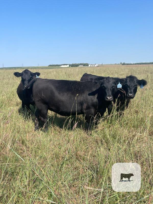 200 Angus Bred Heifers… S. Central KS