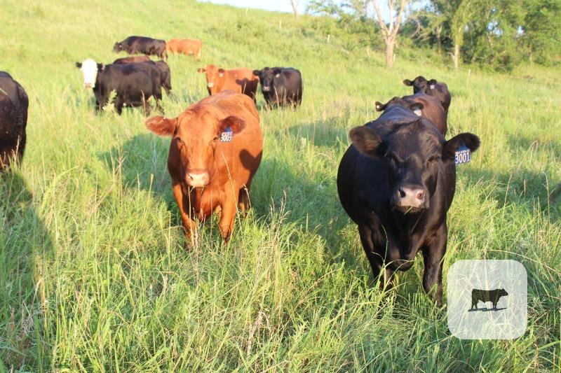 46 Angus, 'BWF', Charolais & Red Angus Cows... E. Central KS thumbnail 3