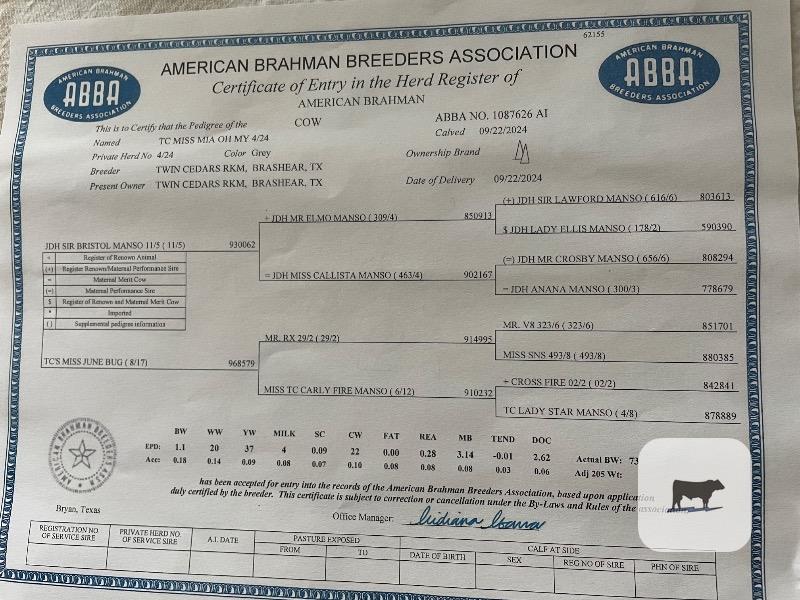 1 Reg. Brahman Rep. Heifer... Northeast TX thumbnail 6