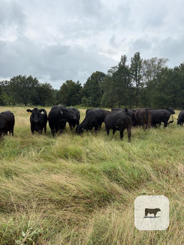 50 Angus Plus & BWF Cows... Northeast TX thumbnail 5