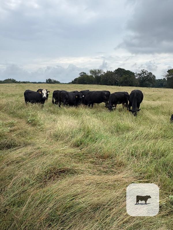 50 Angus Plus & BWF Cows... Northeast TX thumbnail 2