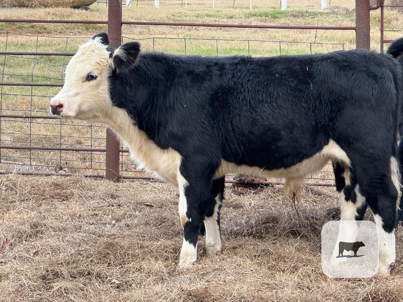1 Reg. Black Hereford Bull... East TX thumbnail 2