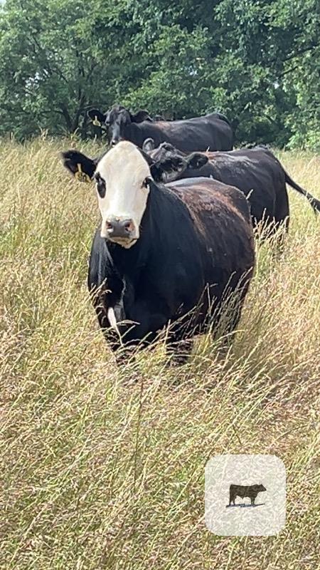300 Angus & Angus Cross Cows... Northeast OK